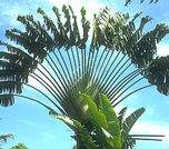 Ravenala madagascariensis