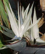Strelitzia nicolai - papagájvirág