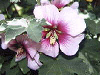 Hibiscus - 
Mályvacserje Virág