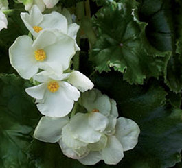 Begonia virág