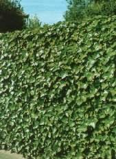 Hedera helix - Borostyán