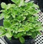 forr�s: Wiandt d�szfaiskola