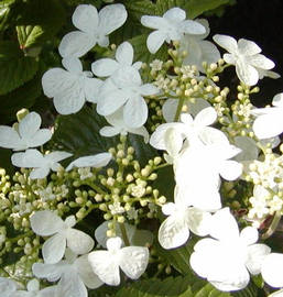 viburnum plicatum