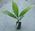 Washingtonia filifera