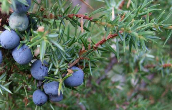 Juniperus communis bogyó termés