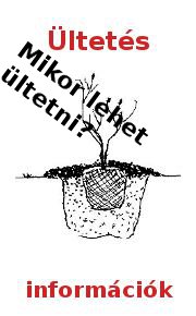 Ültetés információk