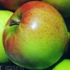 Granny Smith zöldalma
