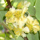  Kivi - Tomuri virág