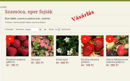 Szamóca fajták