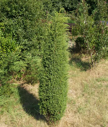 Juniperus communis Hibernica - Ír oszlopboróka