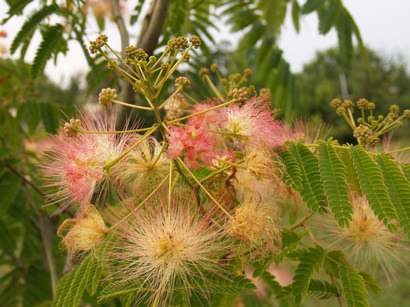 selyemakc Albizia julibrissin