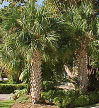 Sabal palmetto Káposzta pálma