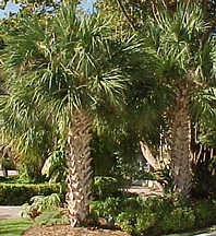 Sabal palmetto Káposzta pálma