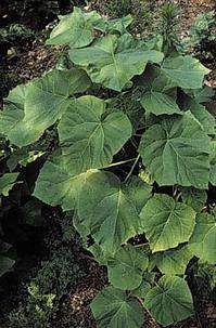 Császárfa levelek Császárfa - Paulownia tomentosa