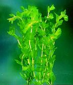 Átokhínár - Elodea canadensis