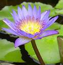 Nymphaea King of the Blues
