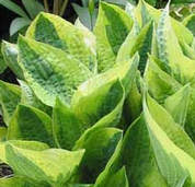 Hosta Wide Brim