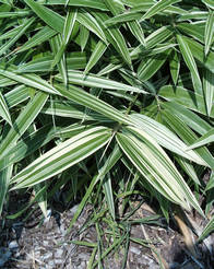 Hibanobambusa tranquillans Shiroshima