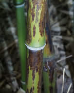 Phyllostachys nigra Boryana szára