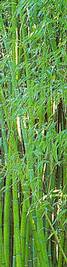 Phyllostachys viridis bambusz