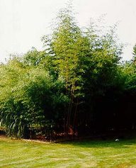 phyllostachys vivax Aureocaulis