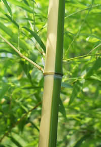 phyllostachys vivax Aureocaulis