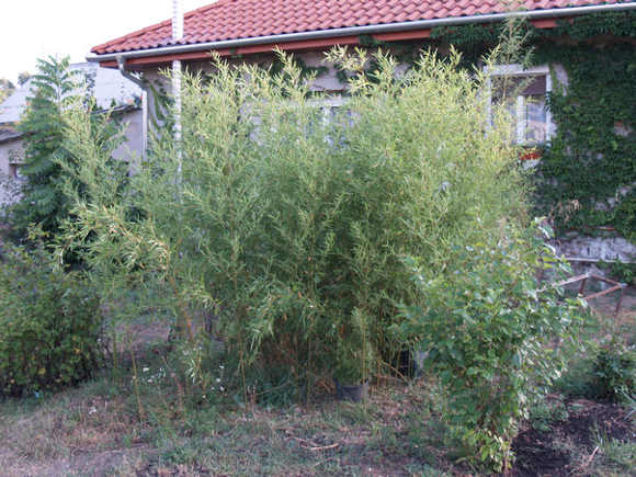 Phyllostachys humilis bambusz