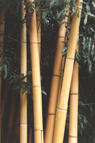 Phyllostachys viridis Sulphurea