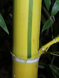 Phyllostachys viridis Sulphurea