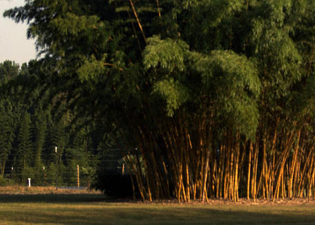 Aranyfényű Kínai bambusz Phyllostachys vivax Aureocaulis