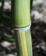 Phyllostachys aureosulcata