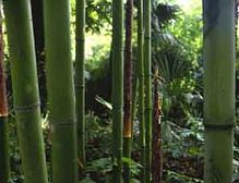 phyllostachys bambusoides bambusz