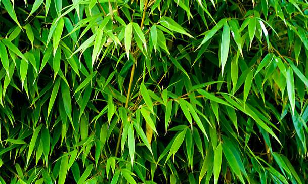 Bambusz, Bambusznád, Bambuszok növekedése