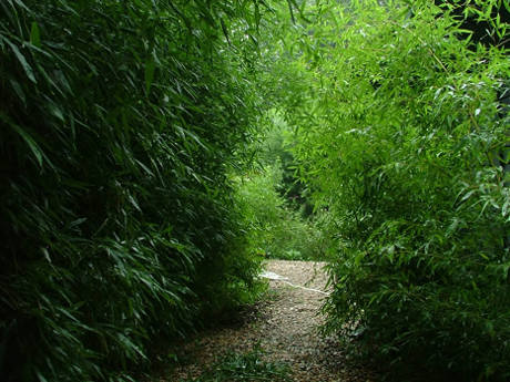 Phyllostachys bissetii sövénybambusz