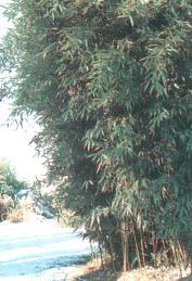 Phyllostachys bissetii bambusz