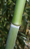 Phyllostachys bissetii bambusz