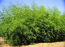 Phyllostachys flexuosa - Bambusz