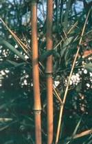  Phyllostachys humilis bambusz