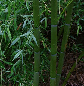 Phyllostachys viridis óriásbambusz