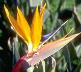 Strelitzia reginae - papagájvirág