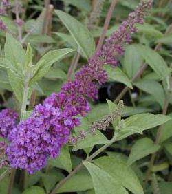 Illatos nyáriorgona Buddleja davidii