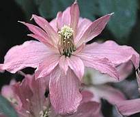 clematis - iszalag