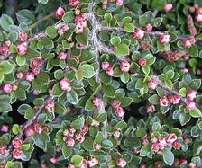 Madárbirs - Cotoneaster horizontalis levél