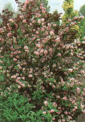 Deutzia Pink Pompom