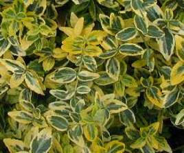 Repkény kecskerágó - Euonymus fortunei Emeraldn Gold levél