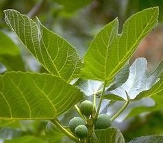 Ficus carica - Füge