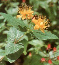 Hypericum x indorum