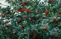 Ilex aquif. 'J.C. van Tol'