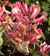 Lonicera Heckrotti