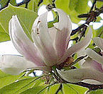 Magnolia soulangeana